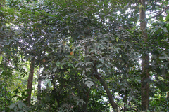Humboldtia brunonis